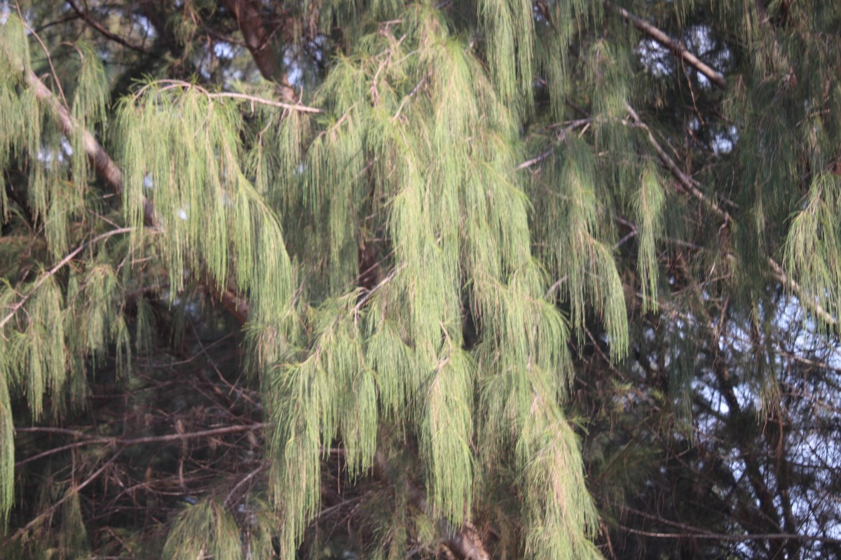 Casuarina equisetifolia L.